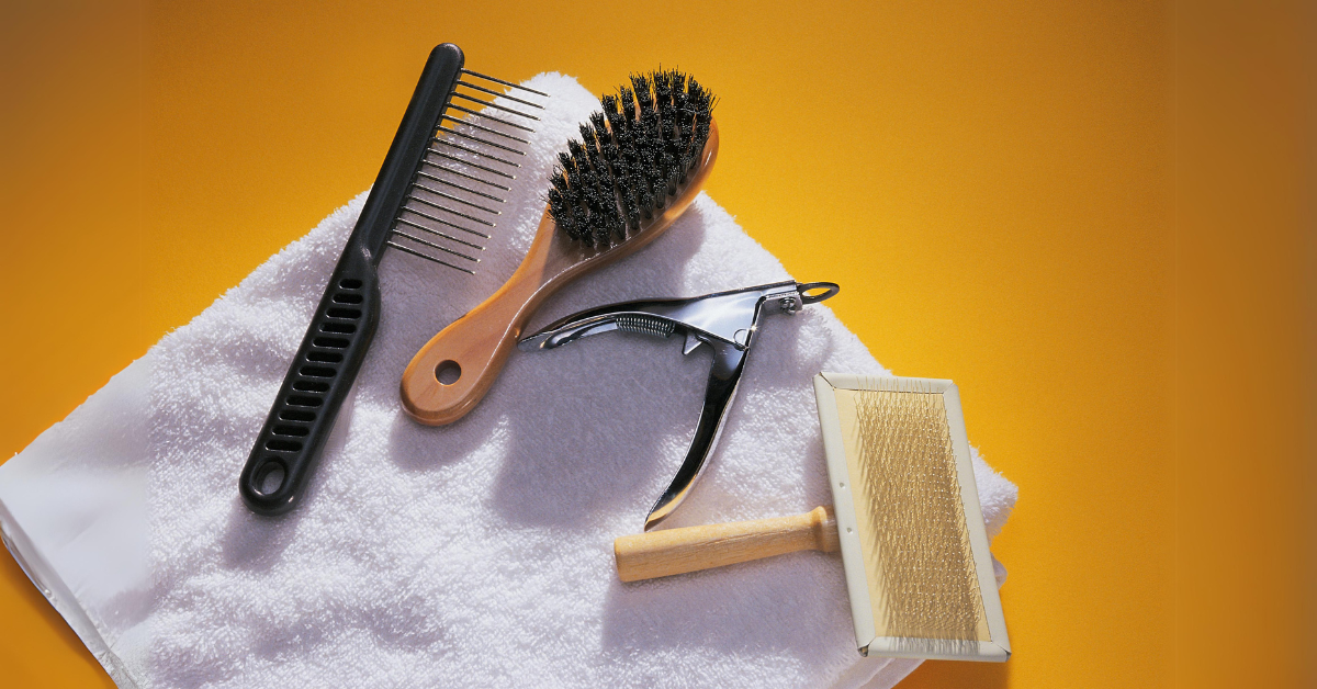 Die Wohlfühlformel: Die wichtigsten Tipps für die Grundpflege Ihres Hundes