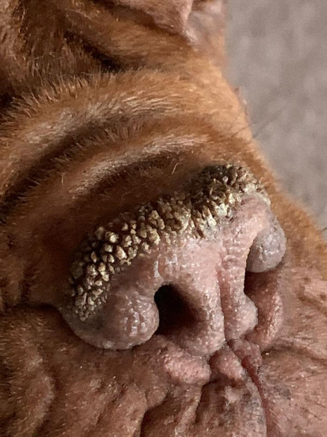 Pet Esthé Organic Nose Care | Nose care gel for dogs and cats | 10g